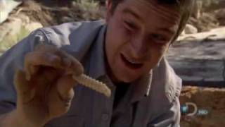 Bear Grylls Eats Giant Beetle Larva [upl. by Alyac]