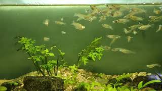 Feeding blue eye fish  Oryzias Javanicus  Biotope planted brackish tank [upl. by Luzader]