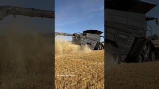 FENDT IDEAL 10T Combine Harvesting Wheat [upl. by Susannah]