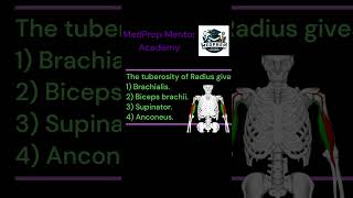 ANATOMY  UPPER EXTREMITIES MCQ No7 bhms bams mbbs bscnursing first year exam Bicepsbrachii [upl. by Derreg]