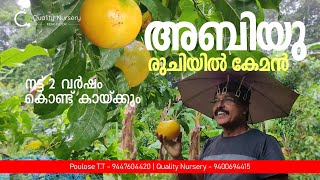 മധുരമൂറും അബിയു പഴം നട്ടുവളർത്താം Abiu Fruit Malayalam [upl. by Yrruc212]