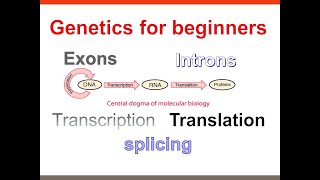 Exons and Introns of Eukaryotic mRNA [upl. by Shani]