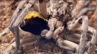 Hogna Carolinensis Carolina Wolf Spider mating [upl. by Trinidad]