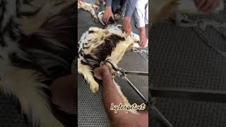 Burdizzo Castration in buck castration surgicalprocedure [upl. by Ellerad660]