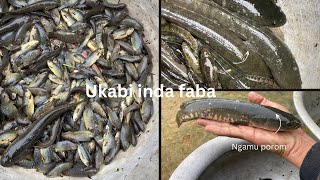 Ukabi FabaClimbing perch fish Anabas testudineus fish [upl. by Herodias209]