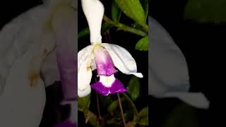 Cattleya Violácea var semi alba Caerulea [upl. by Groves]