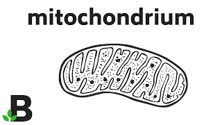 Mitochondria  Mitochondrium – Budowa Komórki Zwierzęcej Roślinnej  KOREPETYCJE z BIOLOGII – 342 [upl. by Randy]