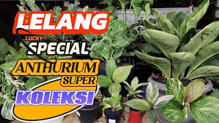 Lelang Special Anthurium Super Koleksi [upl. by Sivat]