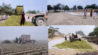 how to make silage in Village  make silage [upl. by Eicyal484]