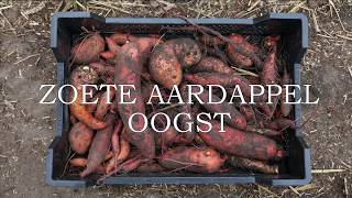 Zoete aardappel oogst [upl. by Marice]