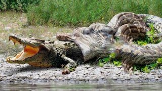 COCODRILO VS ANACONDA  Serpiente gigante se come a cocodrilo IMPACTANTE [upl. by Doscher742]