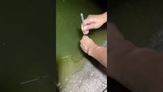 Amazing Of eel fishing shorts eel snake eelfeel nature fishing [upl. by Harlamert]