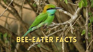 Beeeater Facts shorts [upl. by Steffie]