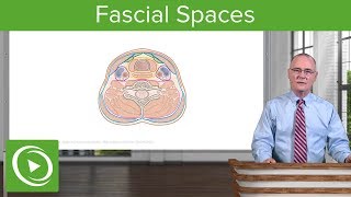 Fascial Spaces amp Surgical Access to Trachea Neck – Head and Neck Anatomy  Lecturio [upl. by Rici]