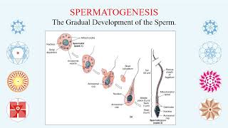 PREGNANCY  The Divine Design of the Perfect Integrated Ovum Sperm Zygote Embryo Fetus and Soul [upl. by Odlonra539]