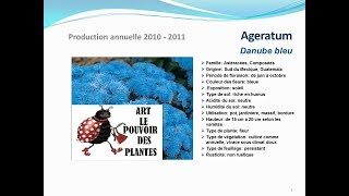 Tuto jardin Ageratum Danube bleu fiche technique plante annuelle [upl. by Katzen537]