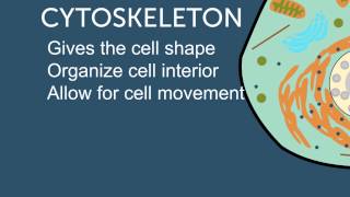 Cytoplasm [upl. by Gorman]