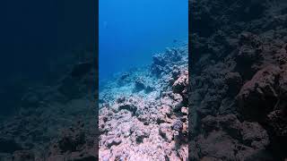 Stunning Butterfly Fish Gliding Through Mauritius Reefs 🐠🌊 mauritius marinelife [upl. by Toomay]