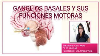 30 l Los ganglios basales y sus funciones motoras [upl. by Dranyam989]