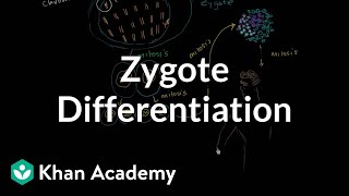 Zygote differentiating into somatic and germ cells  MCAT  Khan Academy [upl. by Donnelly]