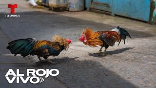 Peleas de gallos siguen generando controversia en México [upl. by Ennovaj]