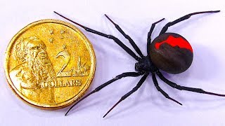 Giant Redback Spider Vs Toyota HiLux Difficult Catch [upl. by Rammus]