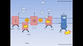 Mitochondrial Respiration and Oxidative Phosphorylation Review Jayson Gifford [upl. by Range]