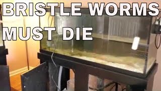 bristle worms in saltwater aquarium must die  rotter tube reef [upl. by Beesley]