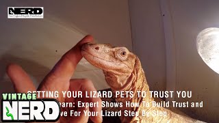 Getting Your Lizard Pets To Trust You [upl. by Oicam]