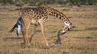 Giraffe Giving Birth In The Wild [upl. by Llehcnom518]