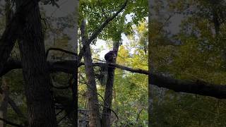 Storm clean up off tree stand 193t [upl. by Rooney]