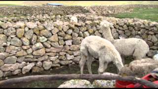 Empadre en Alpacas [upl. by Clellan969]