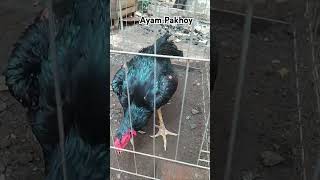 ayam pakhoy blackbull ayam ayambangkokindinesia ayampakhoypeternakmurniayamsiamindonesia pakhoy [upl. by Nolyd]