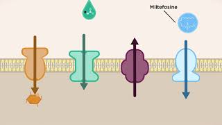 Why are transporters important for Leishmania parasites [upl. by Nwahsirhc704]