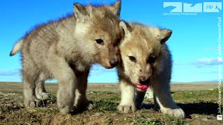 Robotic Wolf hangs out with Wolf Cubs at Den [upl. by Eintruok713]