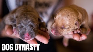 Hulk’s Pitbull Puppies Fight For Survival  DOG DYNASTY [upl. by Eiruam429]