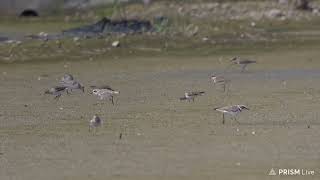 kowascoping Temmincks stint  Taiwan [upl. by Isolde]