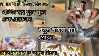 Lovebird colonyr Breeding Box checking  Rabbit given babys  Madrasi Pegion SeLL [upl. by Turoff]