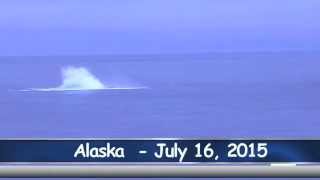 Amazing Multiple Whales Breaching in Alaska [upl. by Yrrak608]