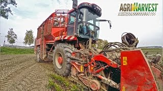 Sugar beets harvest with Holmer Terra Dos T2 [upl. by Armilda]