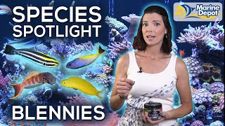 Species Spotlight BLENNIES  With Hilary Marine Biologist of WaterLoggedLifecom [upl. by Asial]