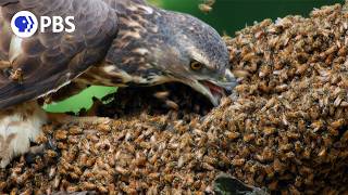 Honey Buzzards Feast on Deadly Hornets [upl. by Leahcimluap]