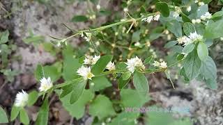 Alternanthera sessilisപൊന്നാങ്കണ്ണിsissoospinachBrazilianspinachsessile joyweeddwarf copperleaf [upl. by Yenffit598]