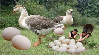 Survival Skills Primitive Couple Meet Big Goose Laying Eggs  Steal Goose Eggs For Food [upl. by Ainesej919]