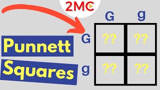 Punnett Square Basics  Mendelian Genetic Crosses [upl. by Enileoj]