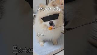 흑백요리사 츄르만5년째 츄르감별사 doglover pomeranian 흑백요리사 funny [upl. by Demahum]