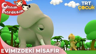 Canım Kardeşim  Evimizdeki Misafir [upl. by Fulviah]