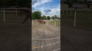 training my new buckskin horse maximus [upl. by Ellegna]