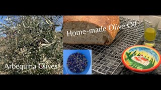 Homemade Olive Oil  Arbequina Olives  Gardening and Cooking [upl. by Nica484]