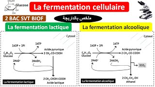 La fermentation cellulaire 2 BAC SVT BIOF شرح بالداريجة [upl. by Chris]